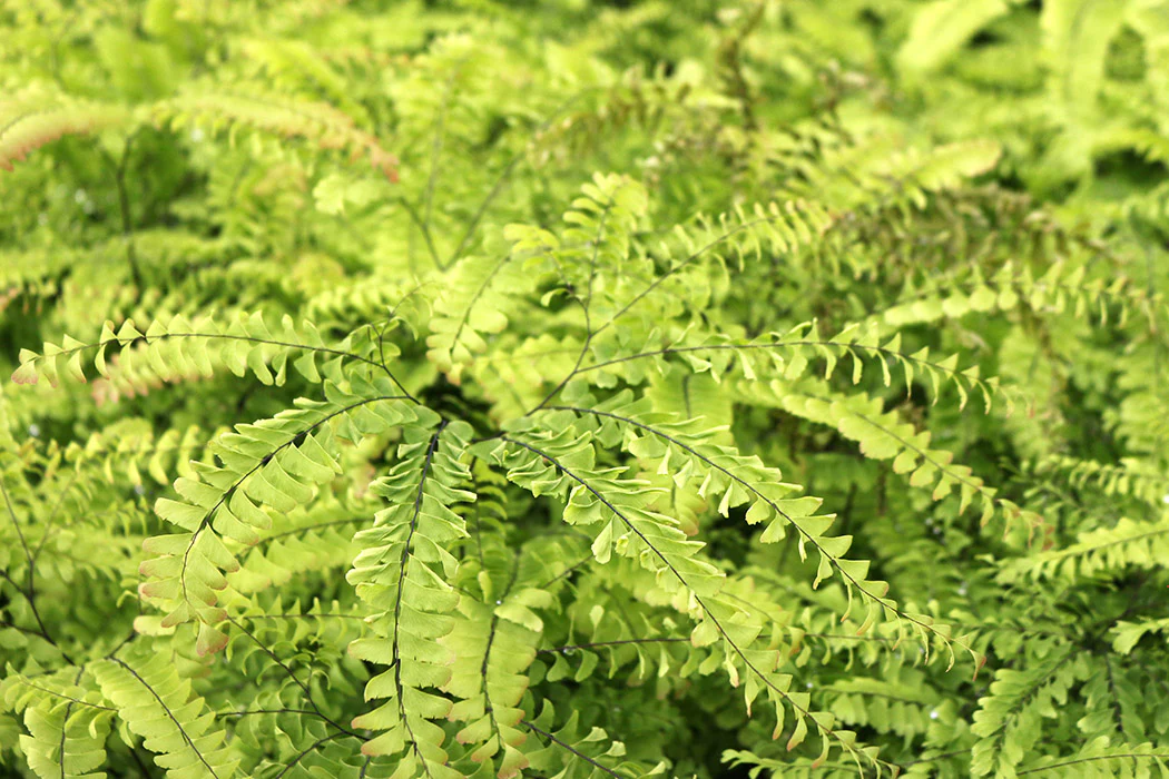 Maidenhair Fern - Pedatum, 1 Pack - Image 3