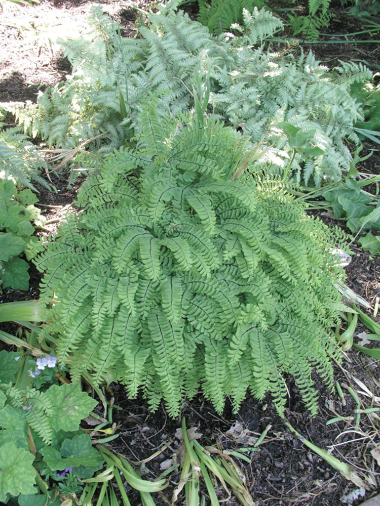 Maidenhair Fern - Pedatum, 1 Pack - Image 4