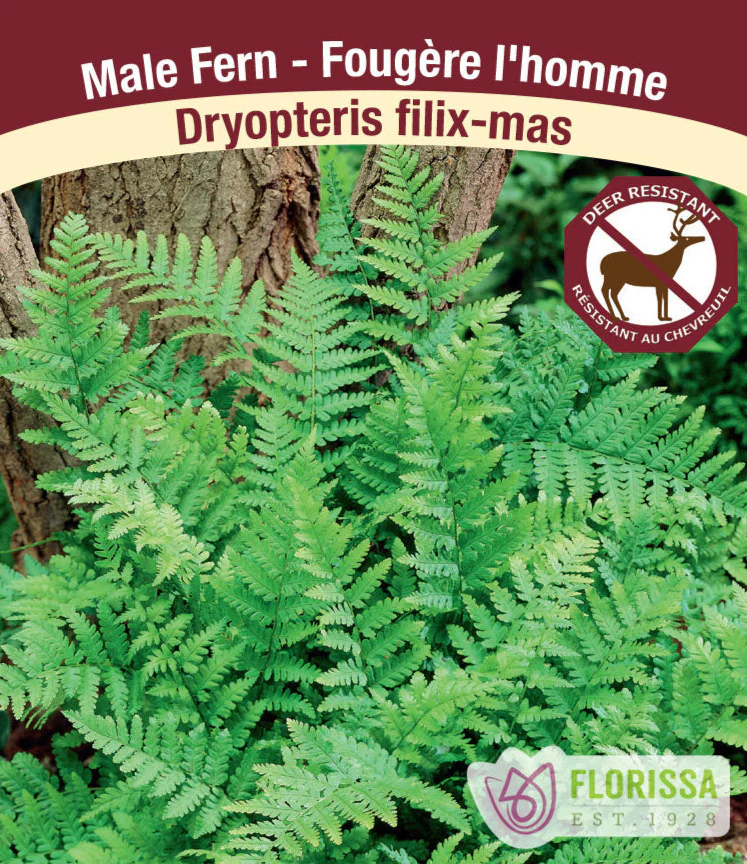 Male Fern - Dryopteris filix-mas, 1 Pack