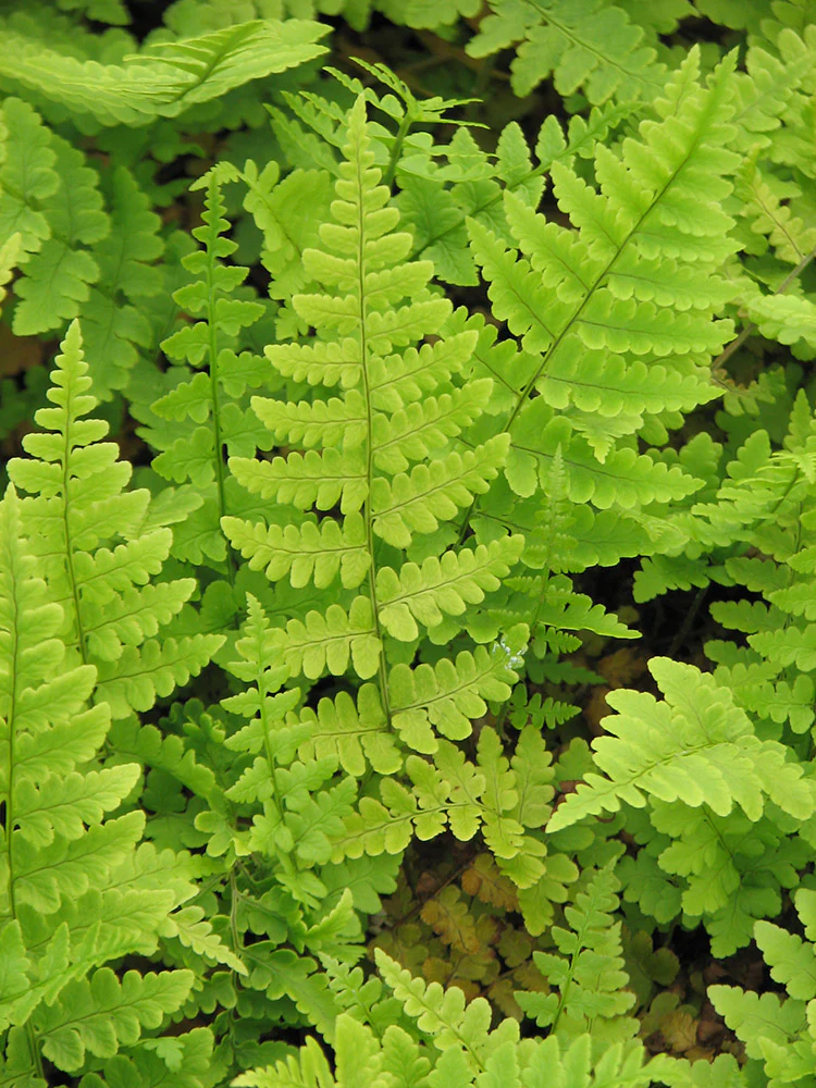 Leather Wood Fern - Dryopteris marginalis, 1 Pack - Image 2