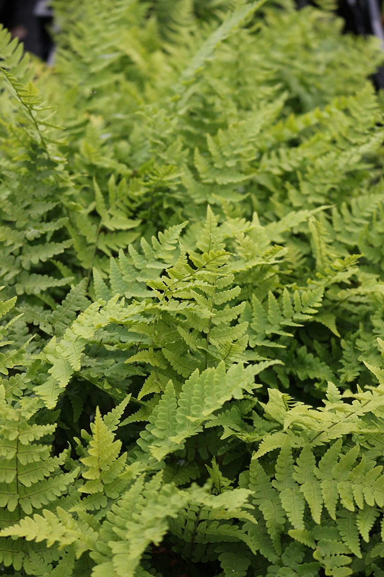 Leather Wood Fern - Dryopteris marginalis, 1 Pack - Image 3