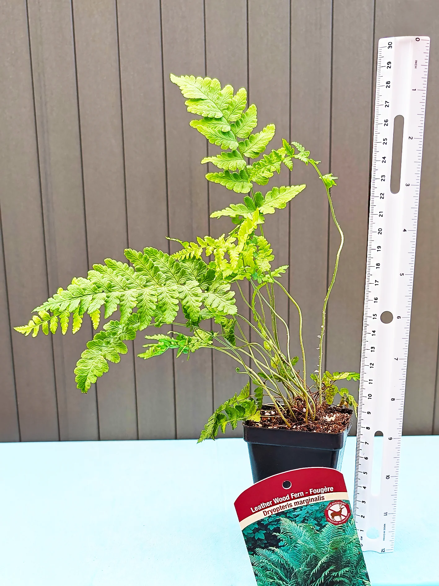 Leather Wood Fern - Dryopteris marginalis, 1 Pack - Image 4