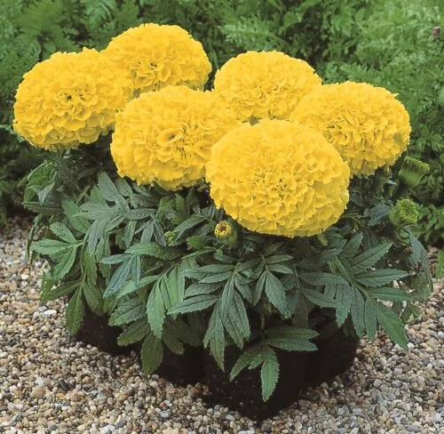 Marigold Antiqua Yellow - Ontario Seed Company