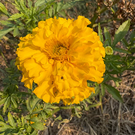 Marigold Crackerjack - Eagleridge Seeds