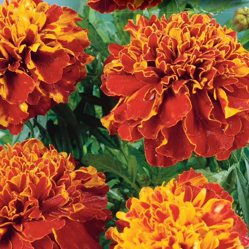 Marigold French Double Dwarf - McKenzie Seeds - Image 2