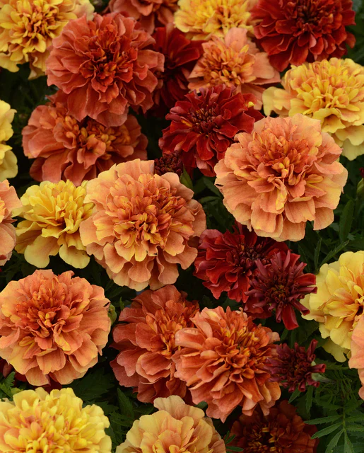 Marigold Strawberry Blonde - West Coast Seeds - Image 2