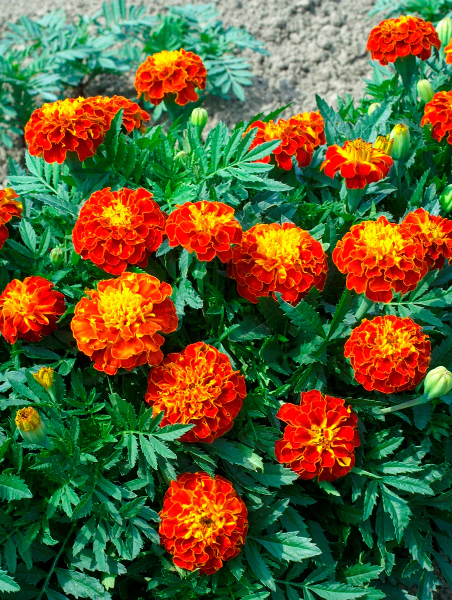 Marigolds Red Cherry - West Coast Seeds - Image 2