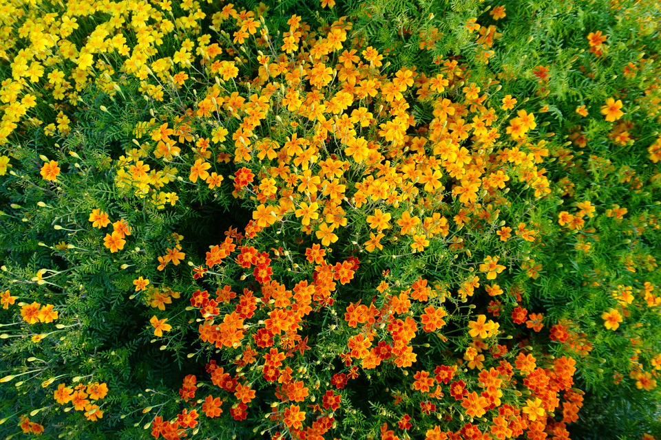Marigolds Starfire Mix - West Coast Seeds - Image 3