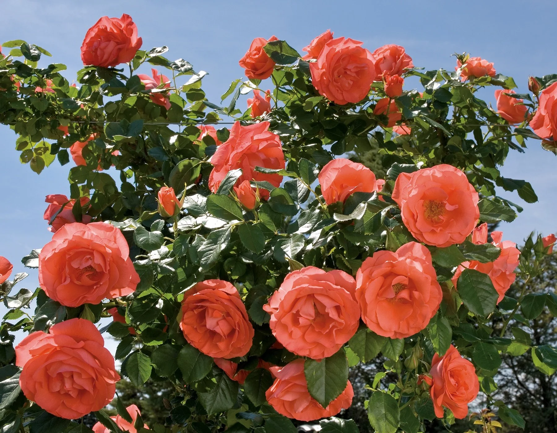 Marmalade Skies™ - Star Roses and Plants - Image 2