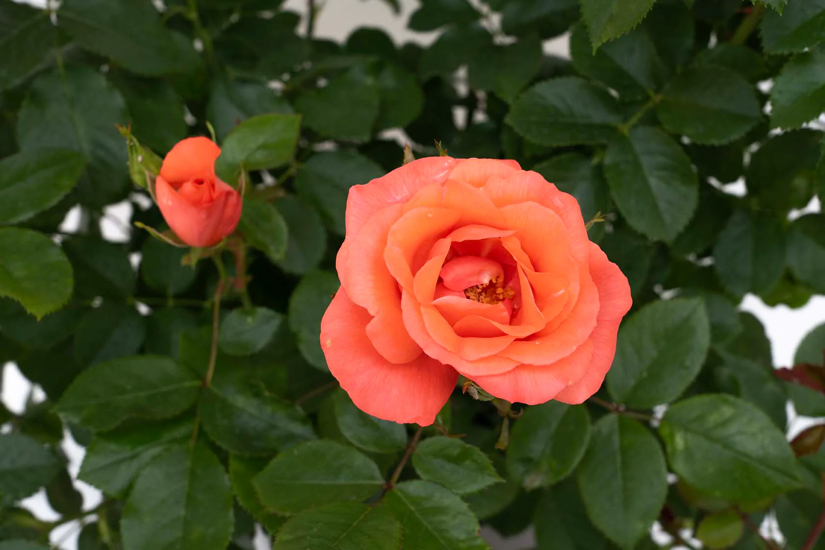 Marmalade Skies™ - Star Roses and Plants - Image 3