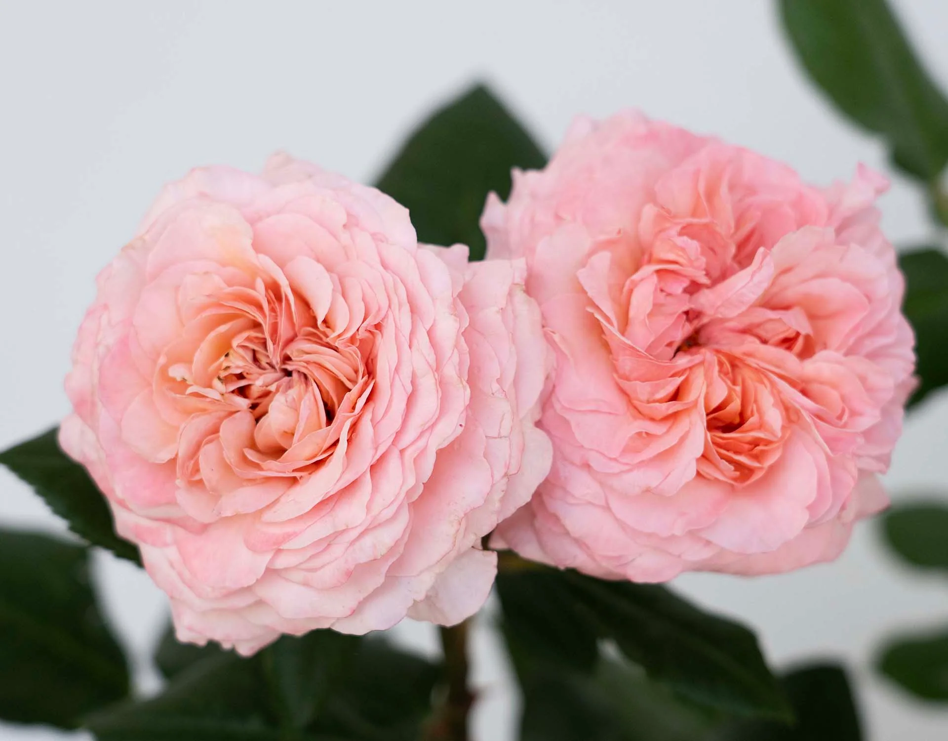 Martha Stewart Rose - Star and Plant - Image 2