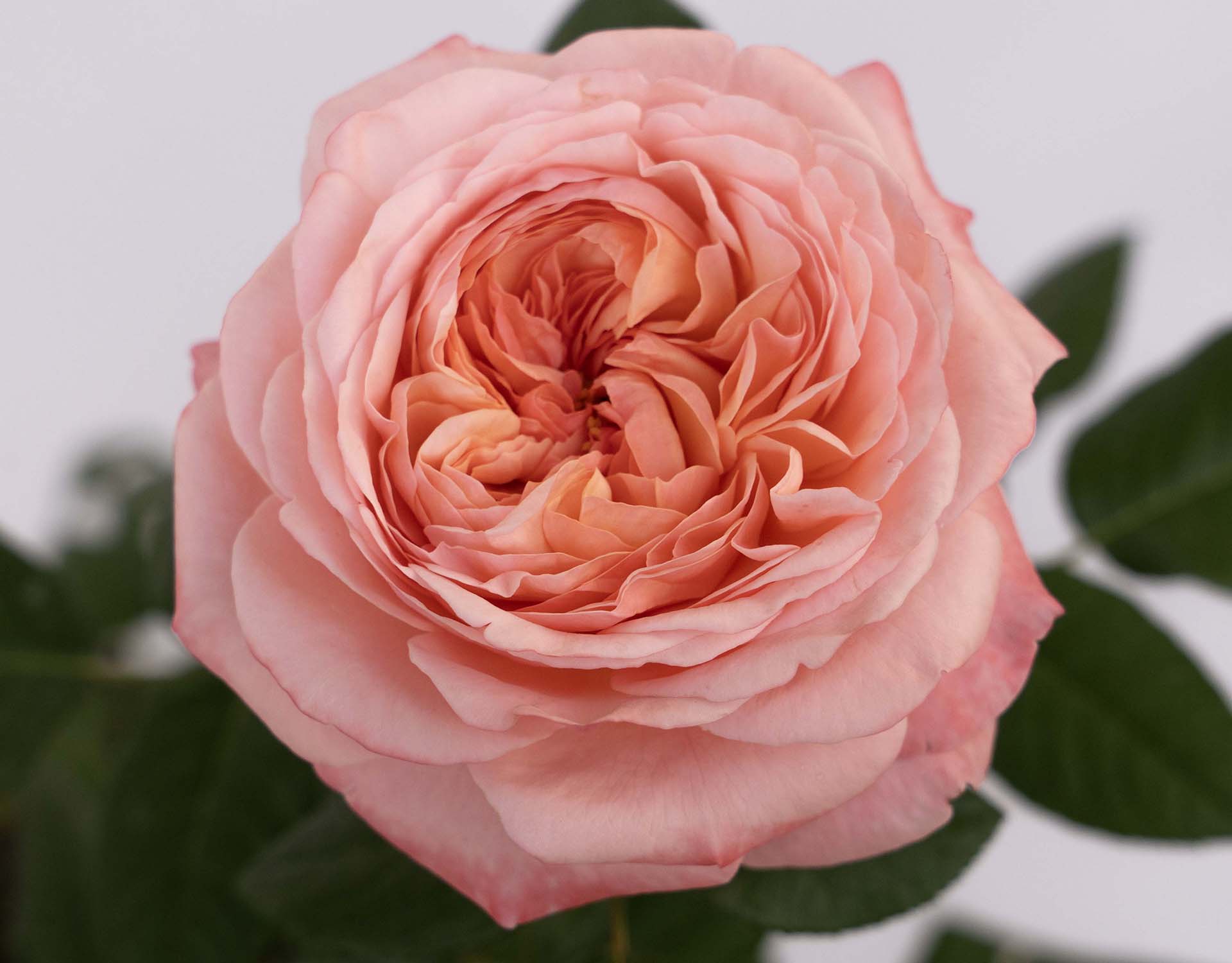 Martha Stewart Rose - Star and Plant - Image 3