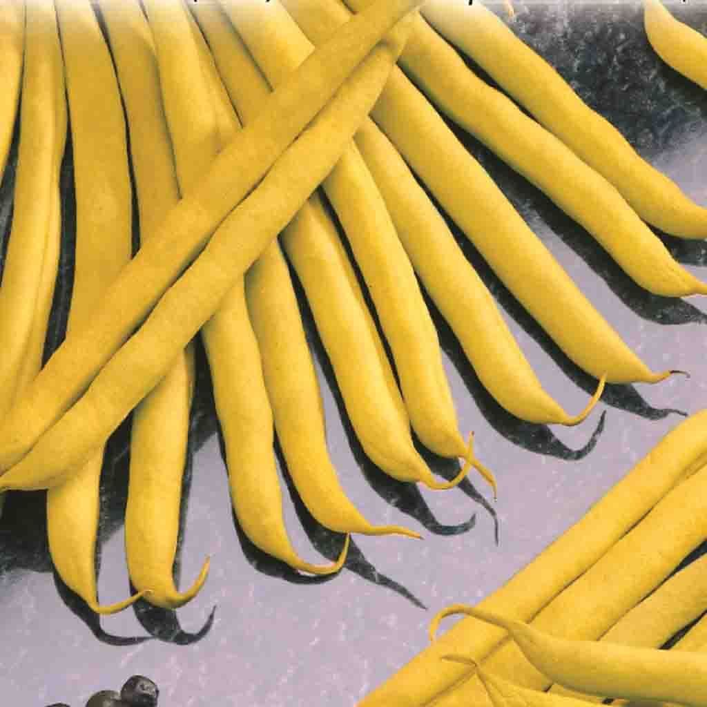 Bean Gold Rush Bush - McKenzie Seeds - Image 2