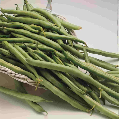Bean Contender (Bush) - McKenzie Seeds - Image 3