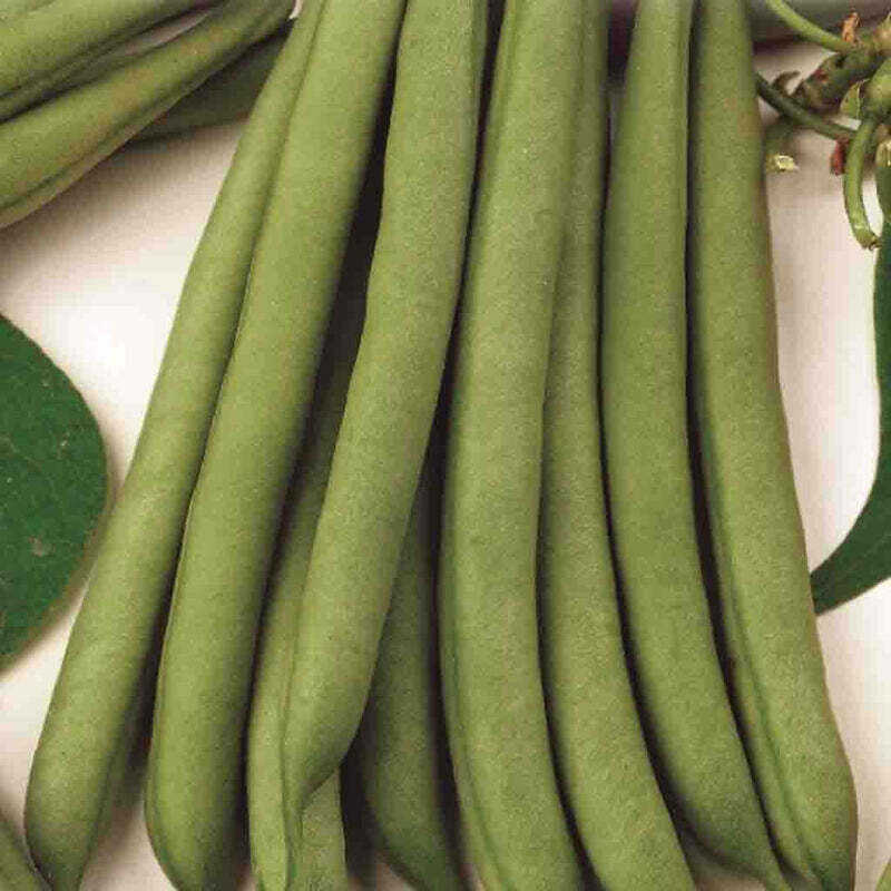 Bean Stringless Green Pod - McKenzie Seeds - Image 2