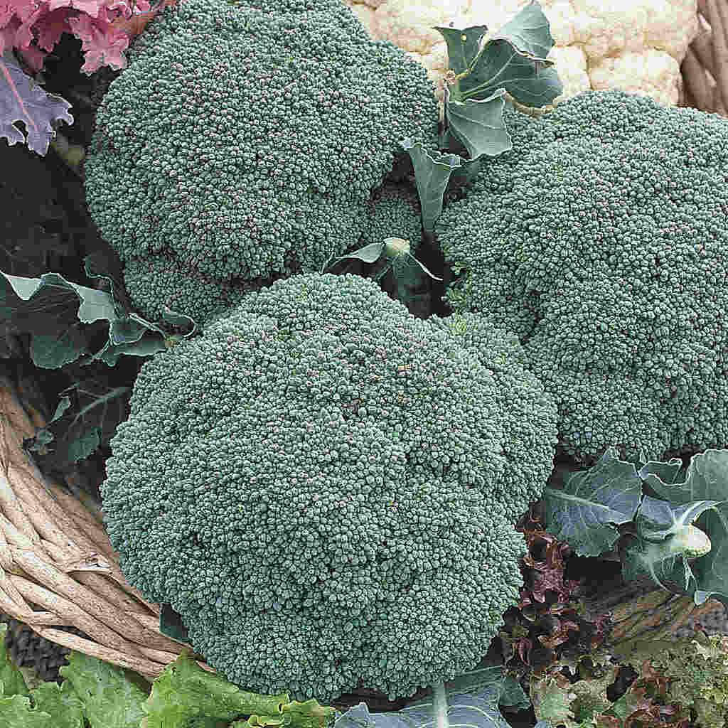 Broccoli Imperial - McKenzie Seeds - Image 3