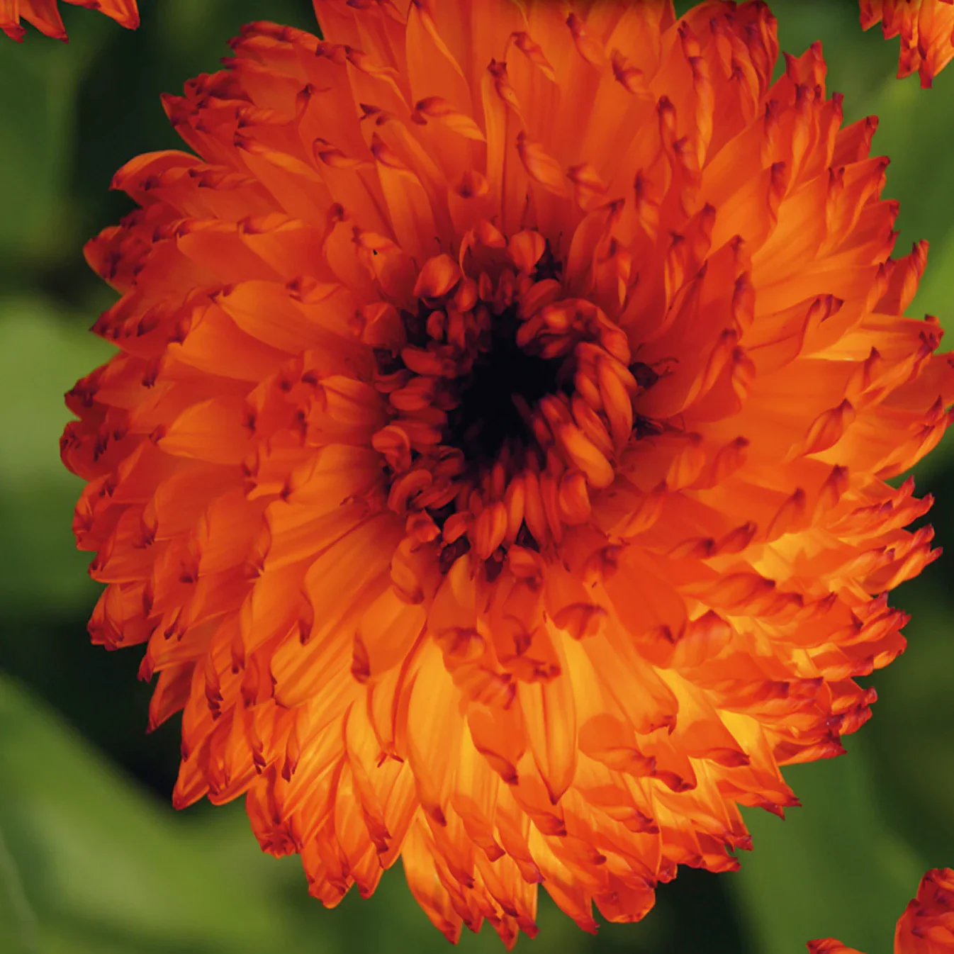 Calendula Neon - McKenzie Seeds - Image 2