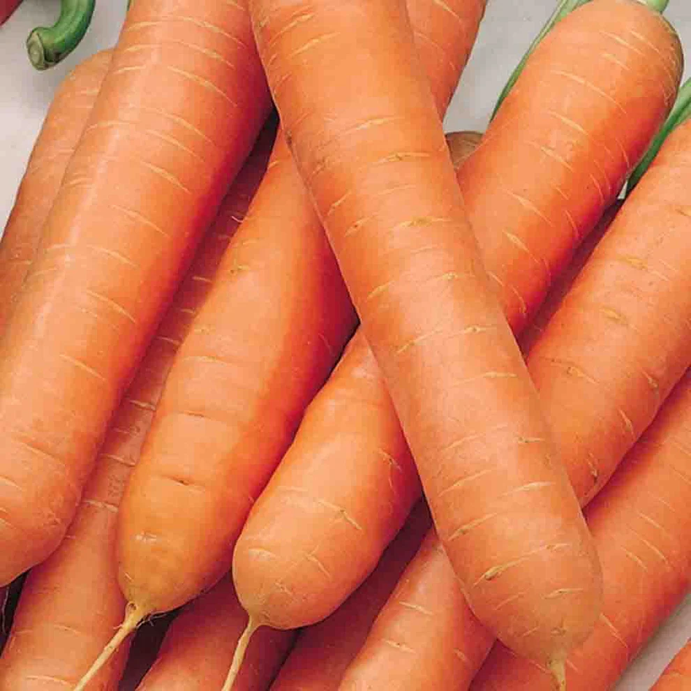 Carrot Nantes Touchon - McKenzie Seeds - Image 3