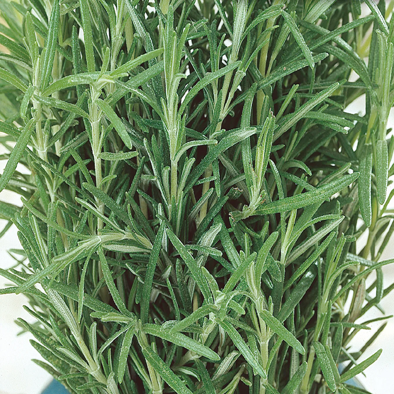 Rosemary - McKenzie Seeds - Image 3