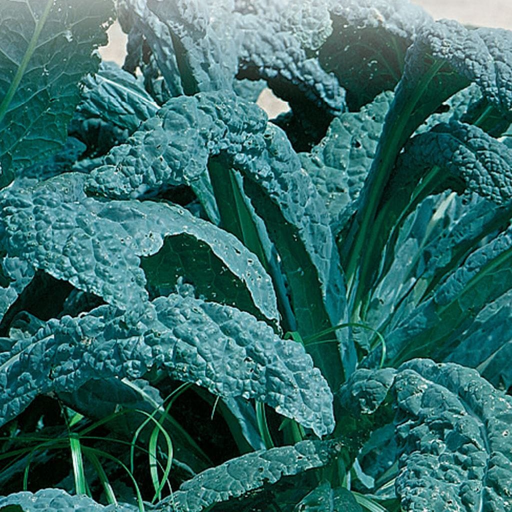 Kale Lacinato - McKenzie Seeds - Image 2
