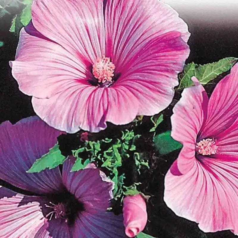 Lavatera Silvercup - McKenzie Seeds - Image 2