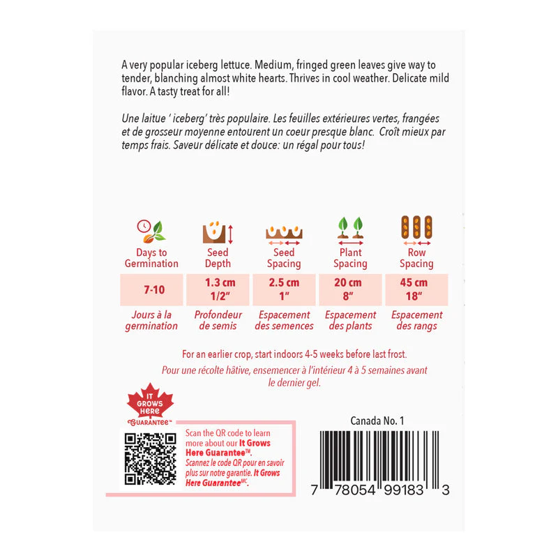 Lettuce Iceberg - McKenzie Seeds - Image 2