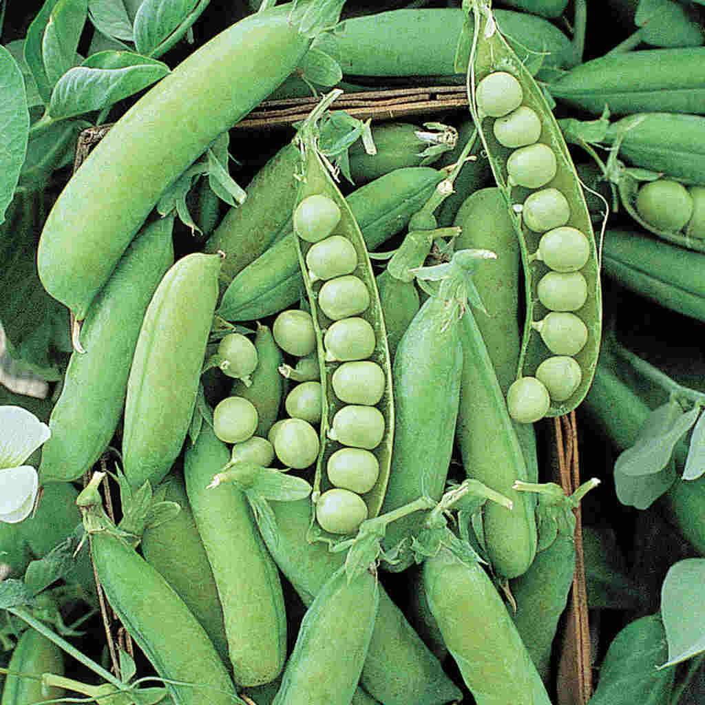 Pea Alaska - McKenzie Seeds - Image 2