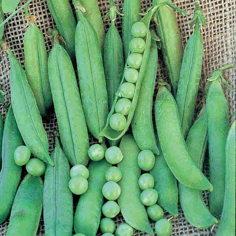 Pea Green Arrow - McKenzie Seeds - Image 3