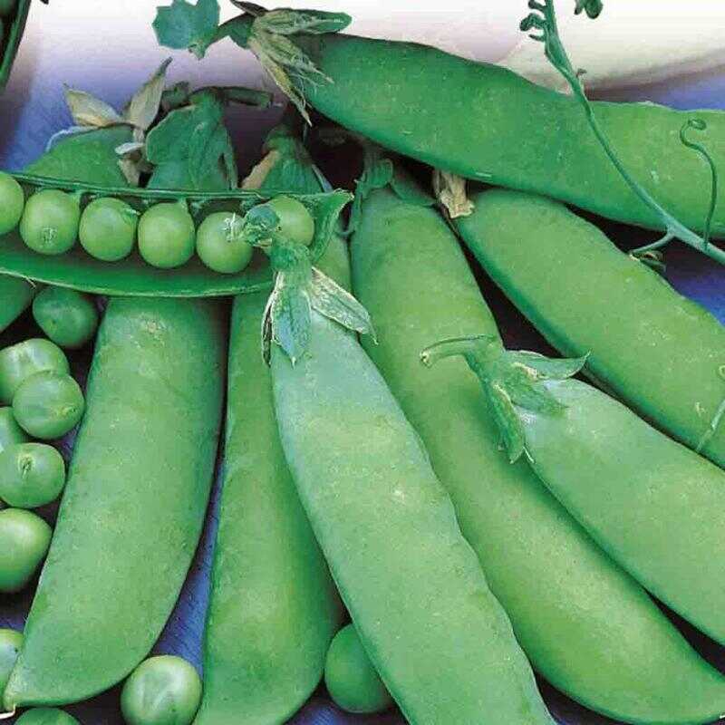Pea Lincoln Homesteader - McKenzie Seeds - Image 3