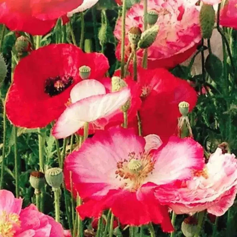 Poppy Falling in Love - McKenzie Seeds - Image 3