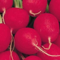 Radish Crimson Giant Champ - McKenzie Seeds - Image 2