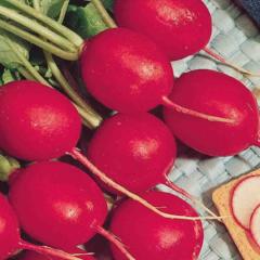 Radish Scarlet Globe - McKenzie Seeds - Image 2
