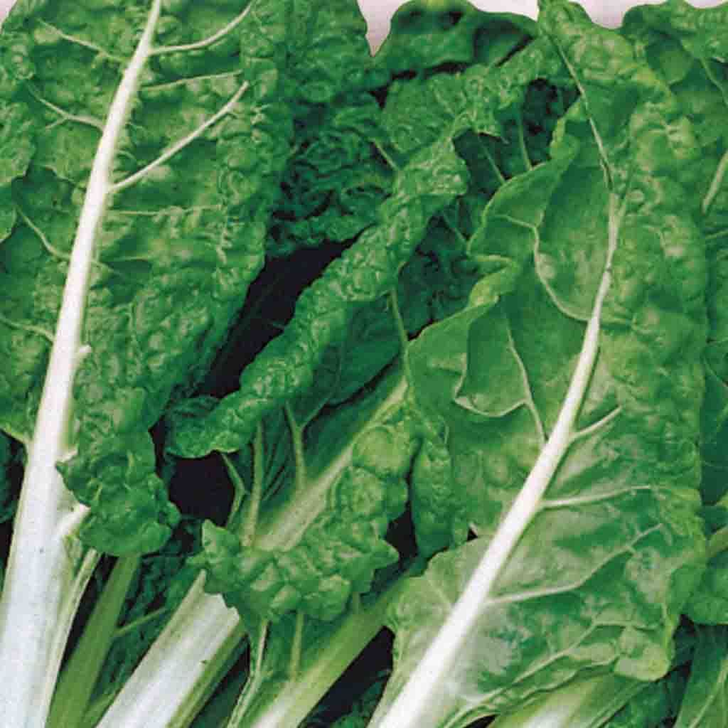 Swiss chard Fordhook Giant - McKenzie Seeds - Image 3