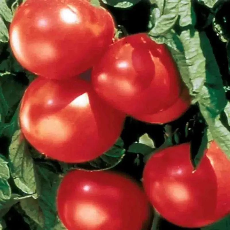 Tomato Bonny Best - McKenzie Seeds - Image 2