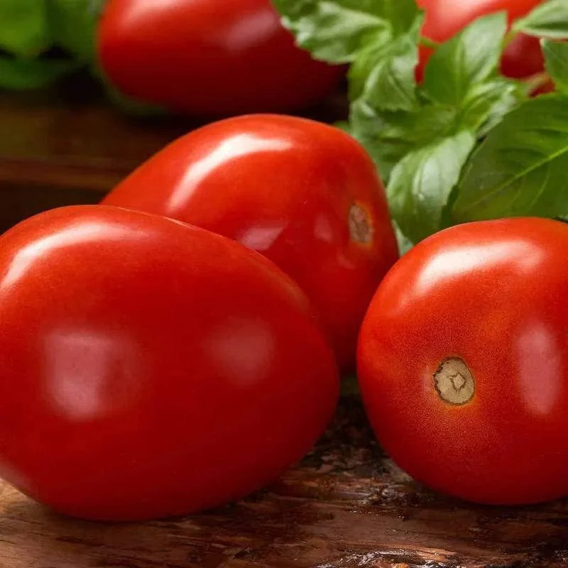 Tomato Roma VF - McKenzie Seeds - Image 3