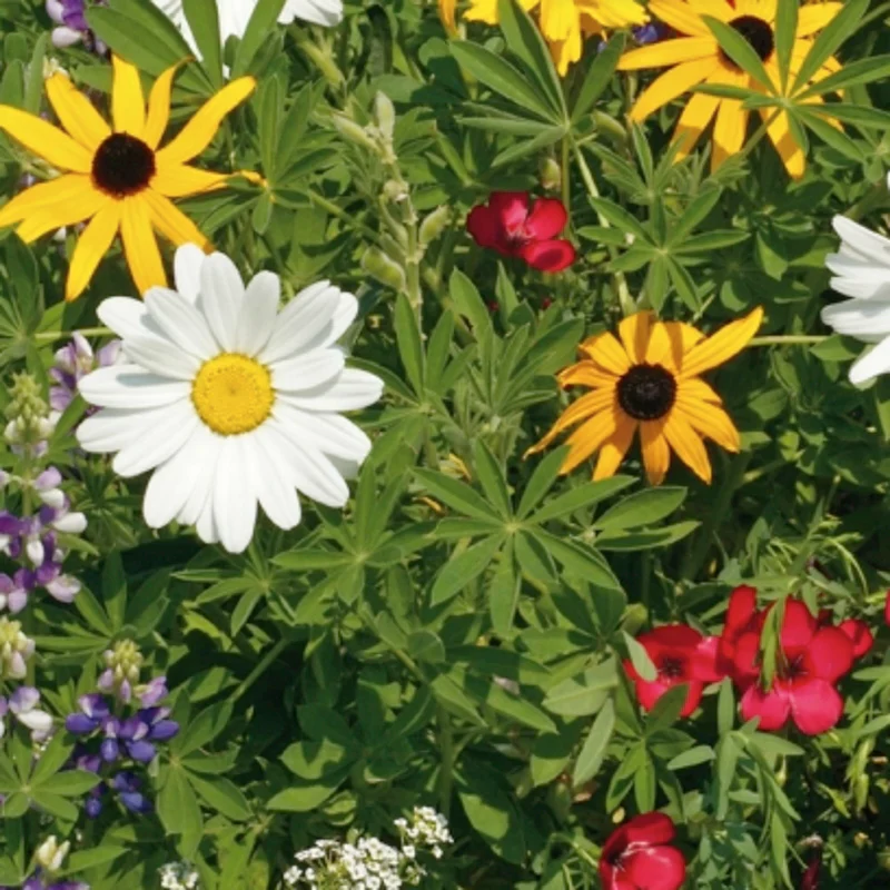 Wildflowers Pollinator Mix - McKenzie Seeds - Image 2