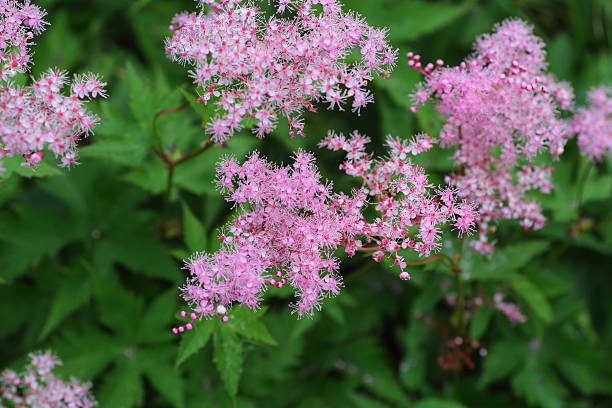 Meadowsweet - Kahome, 1 Pack - Image 2