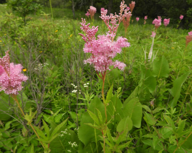 Meadowsweet - Venusta, 1 Pack - Image 2