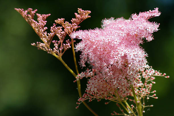 Meadowsweet - Venusta, 1 Pack - Image 3