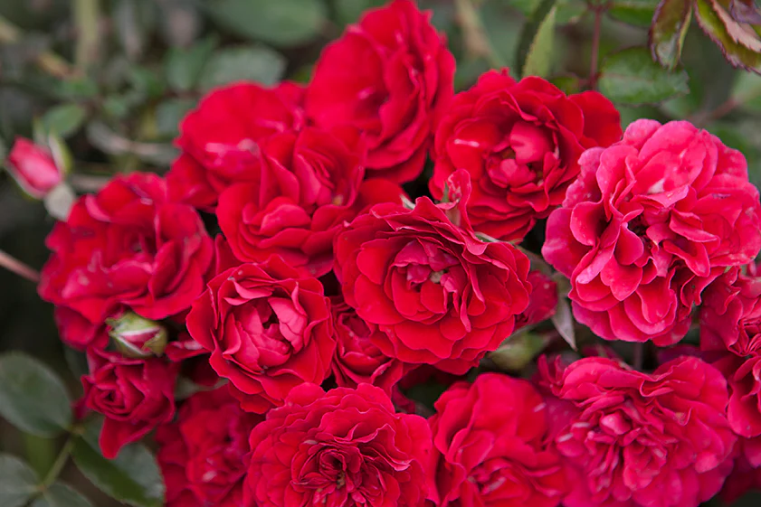 Meidiland Fire - Star Roses and Plants - Image 2