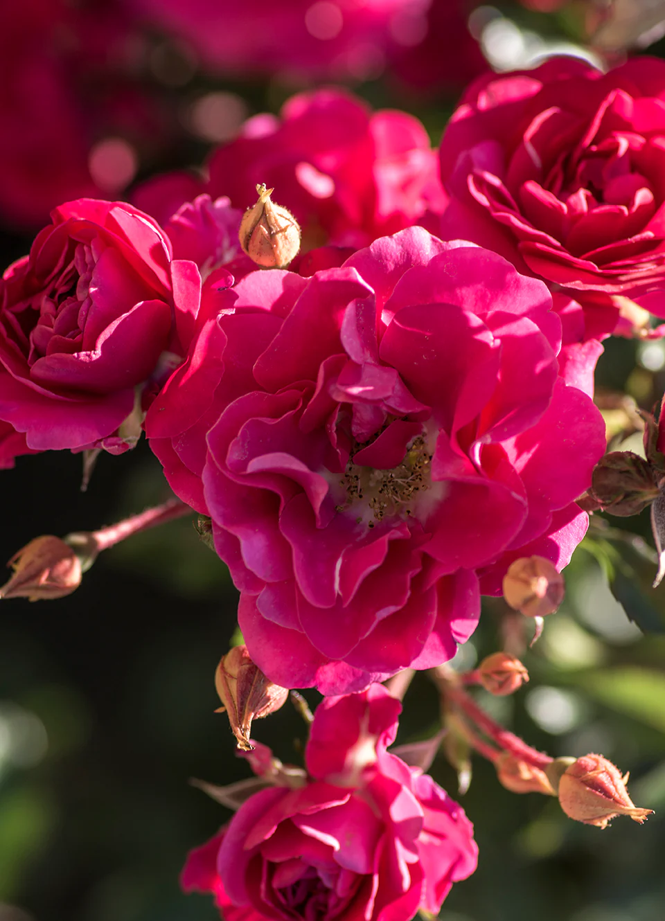Meidiland Fire - Star Roses and Plants - Image 3