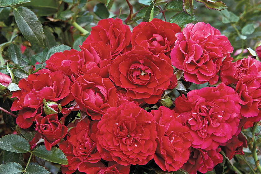 Meidiland Fire - Star Roses and Plants - Image 4