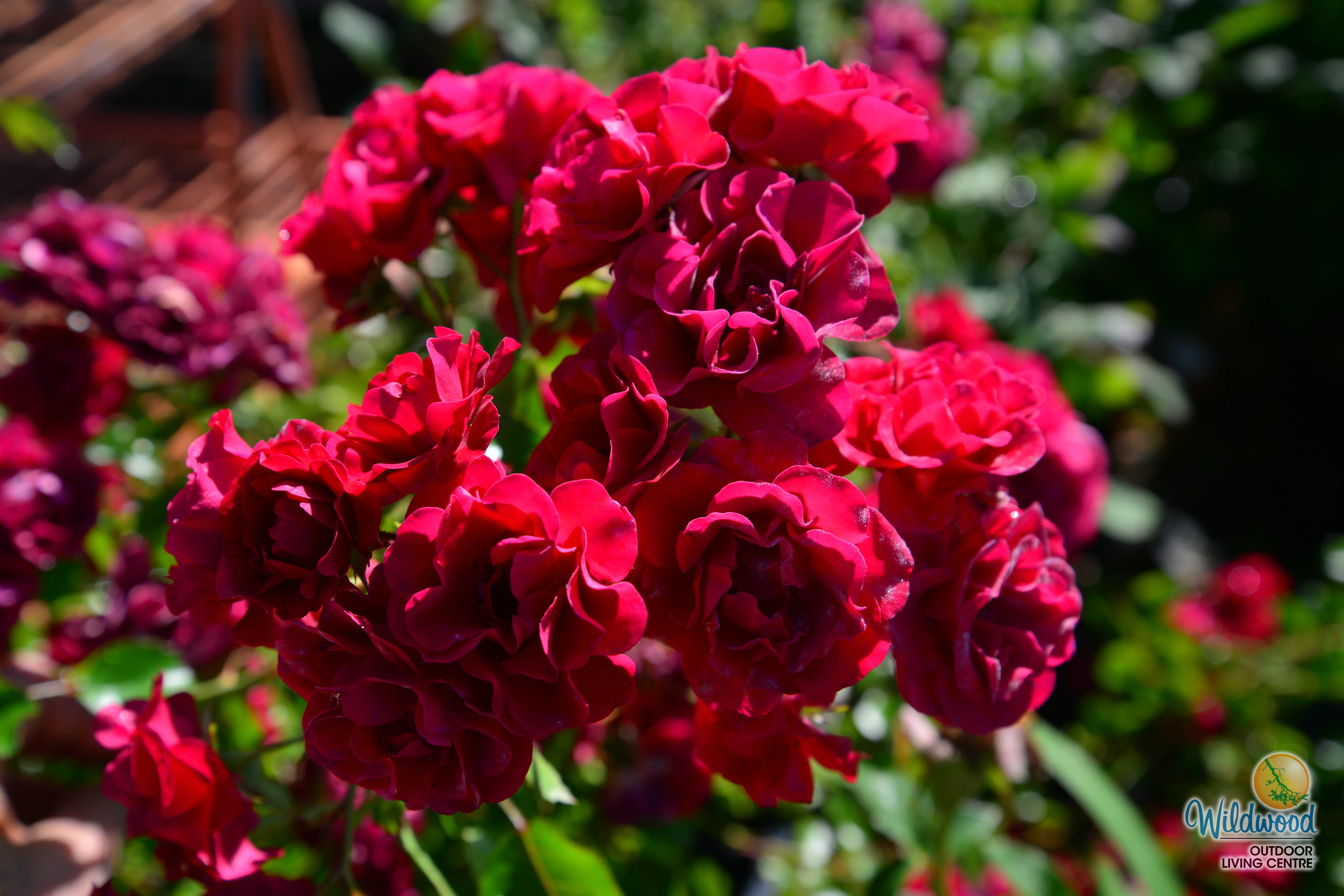 Meidiland Fire - Star Roses and Plants - Image 5