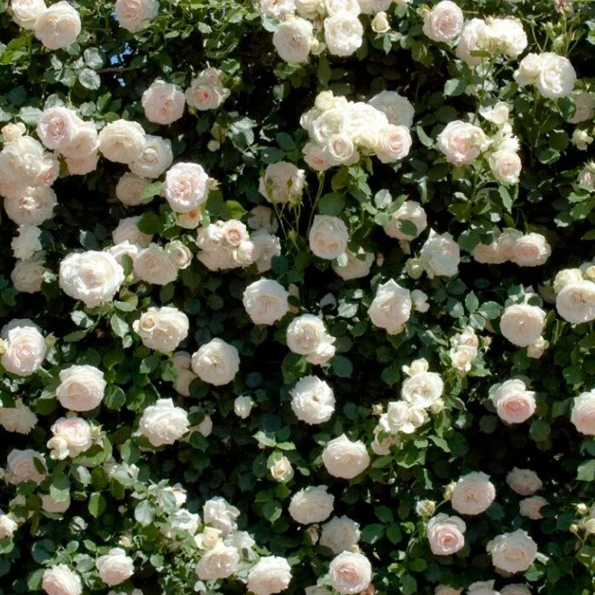 Meidiland White - Star Roses and Plants