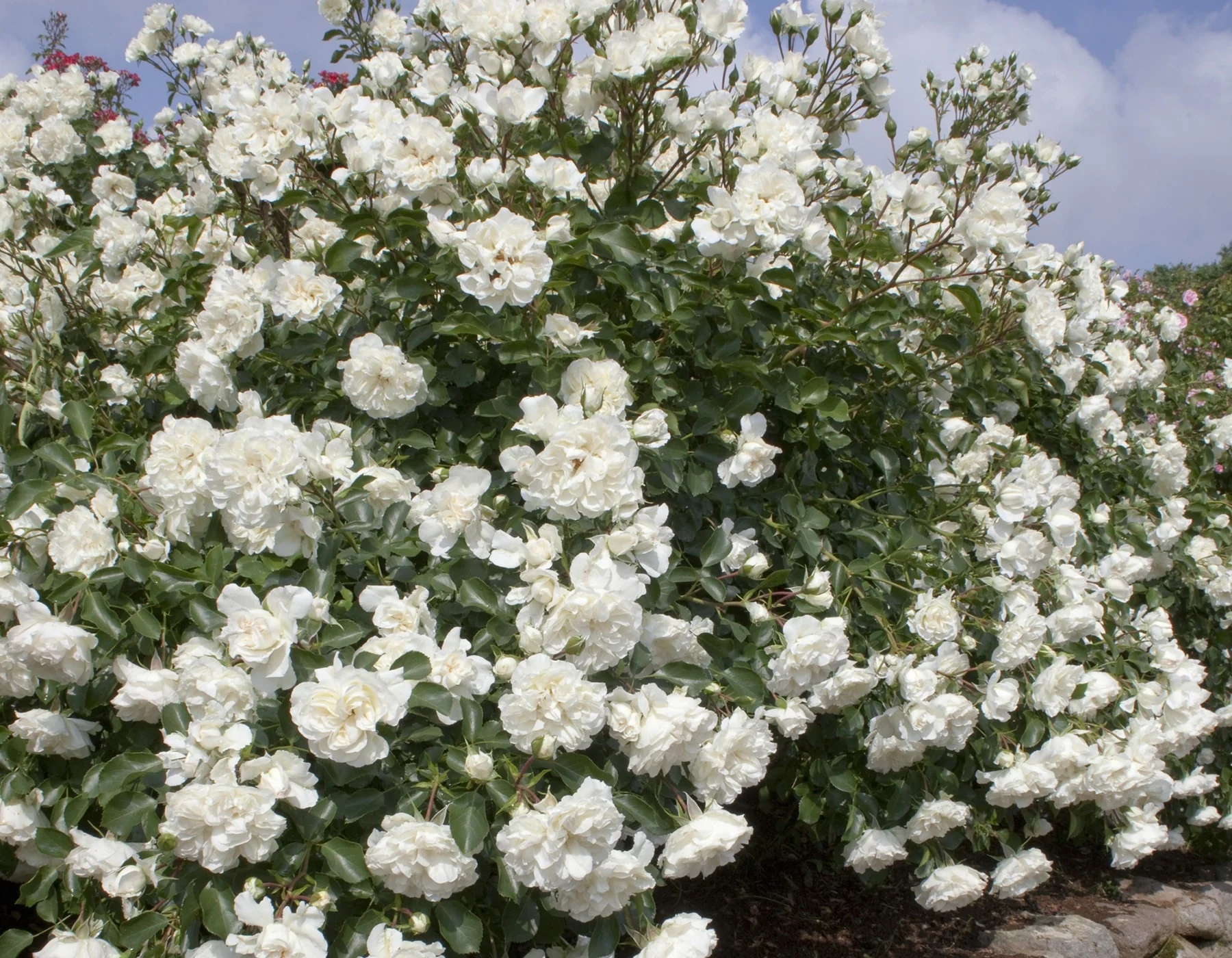 Meidiland White - Star Roses and Plants - Image 2