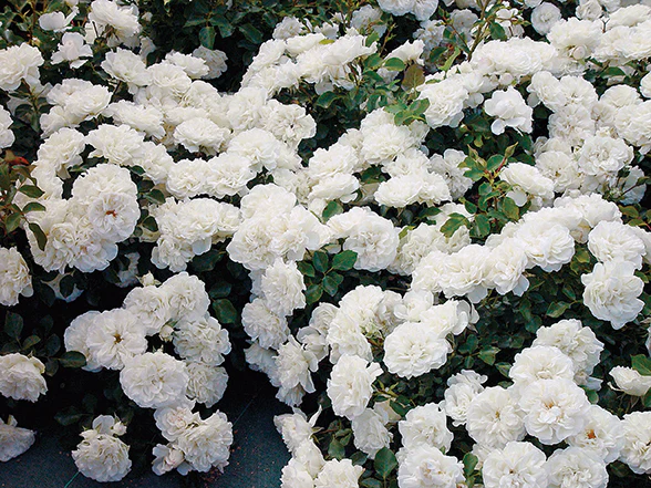 Meidiland White - Star Roses and Plants - Image 3