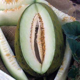 Melon Santa Claus International - Aimers Seeds - Image 2