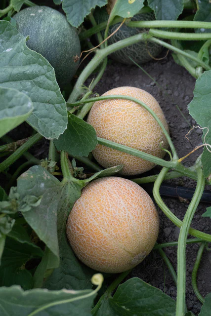 Melons San Juan - West Coast Seeds - Image 2