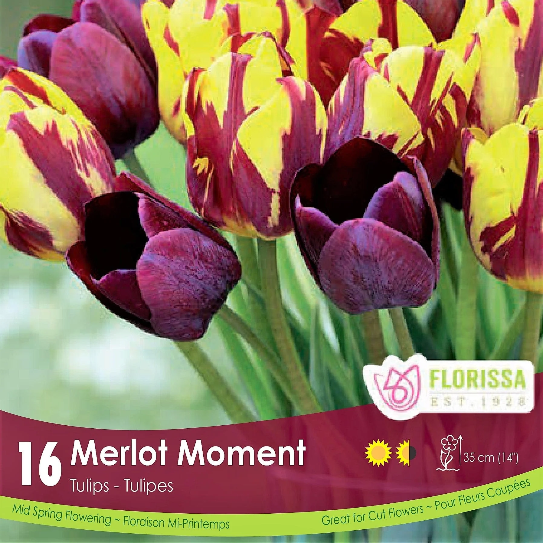 Tulips - Merlot Moment, Colourful Companions, 16 Pack