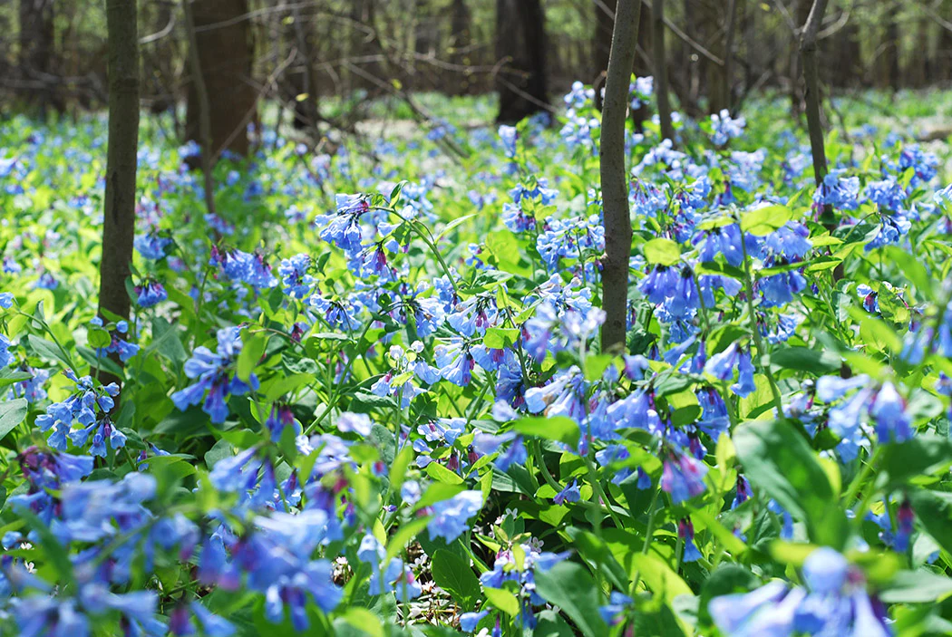 Mertensia virginica, 1 Pack - Image 2